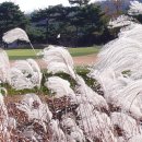 파인크리크C.C 이미지