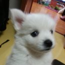 개구쟁이 이미지