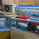 별빛회포차 | [화정 횟집] 별빛회포차 야장 분위기에서 전어•생새우 푸파쇼