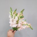 뮤제스튜디오