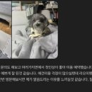 강아지 미용실 이미지