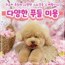 댕댕이묭실 이미지