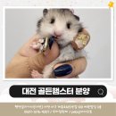 펫엔글라이더 대전점 이미지