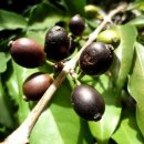 리온커피 이미지