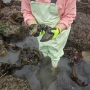 고흥신발 | 🐚 고흥 해삼 해루질 솔직 후기 | 6세 아이와 해삼 해루질… 생각보다 위험했어요 🌊