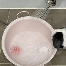러비퍼피 | 애견비누 러비퍼피 네츄럴 도그 스파 솝 후기