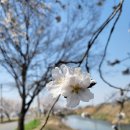 이마트24R 안성맞춤점 | 벚꽃찾아 산따라물따라