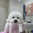 네오텔 | 부산 애견 미용, 개팡&amp;스파샤봉 반려견 건강 맞춤 관리 팁
