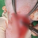 도곡치유동물병원 이미지