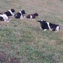 하늘목장 이미지