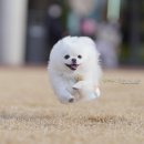 강아지샴푸 대신 비누로 목욕시간 줄이기