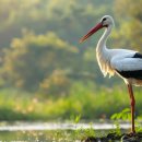 가락가락 이미지