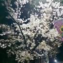 3월 29일 시작점_두류공원 지금의 벚꽃 상황은? 실시간 이미지