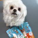 (주)마코펫 | 강아지간식 칙스틱 부드러운 노령견 영양 습식사료 추천