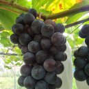 도양농장 이미지