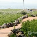 청보리 이미지