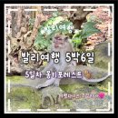 [발리 5박6일 여행] 우붓투어 몽키포레스트 내돈내산 솔직후기
