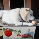 삼성농장 | 고씨네농장 부사 사과 가정용 못난이 후기