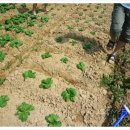 장정농장 이미지