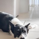 장튼튼홍내과의원 | 강아지유산균 후기｜시그니처바이 엑스트라 스트렝스 장 건강 관리