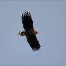 하천(갑천5) 이미지