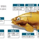 어두육미 이미지