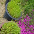 화성농협비봉지점 이미지