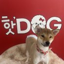 핫!Dog 이미지