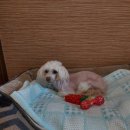 중구 다산동 주민센터 2층 회의실 | 서울 다산동 동물병원 미래지! 이웃 주민 붙잡고 안 놔줬던 강아지 줄기세포 썰