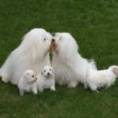 꼬동이네 이미지