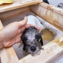 아띠아몽 이미지