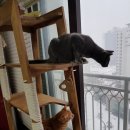 동주캣 이미지