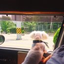 캐비어동물메디컬센터 이미지