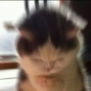 강아지정류장 이미지