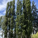 수촌늘푸른약국 | 와나카 일기 :: 양고기와 배홍동이 잊게 만든 와나카 노후 계획