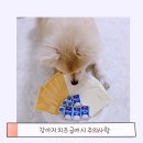 하루치즈 이미지