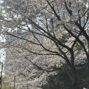 서천공원 | 경기도 숨은 벚꽃 명소 서천 생태공원 후기 feat. 용인 나들이 아기랑