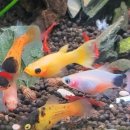 고래의꿈 수족관 이미지