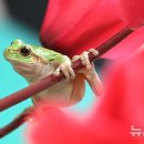 청개구리