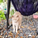 커피먹고가세 | 🐾 고양이와 함께하는 파주 카페, 커피먹고가세 방문기(파주 애룡저수지 고양이카페) / 파주고양이 카페...