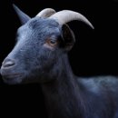 산골염소농장 이미지