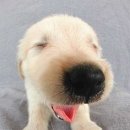 멋진강아지 이미지