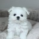 더폼나고 더폼나개 이미지