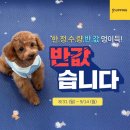 프리미엄펫 이미지