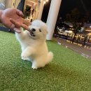 몽냥몽냥 이미지