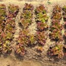 추대농장 이미지