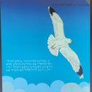 갈매기의 꿈 이미지