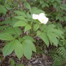 산작약(山芍藥/Paeonia obovata Maxim)[백작약]의 효능 이미지