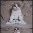 오락지존 이미지