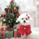 오렌지펫 | 시흥 배곧 애견미용 잘하는 곳 '오렌지펫' 가격, 영업시간, 스파 서비스 솔직 피드백 포함